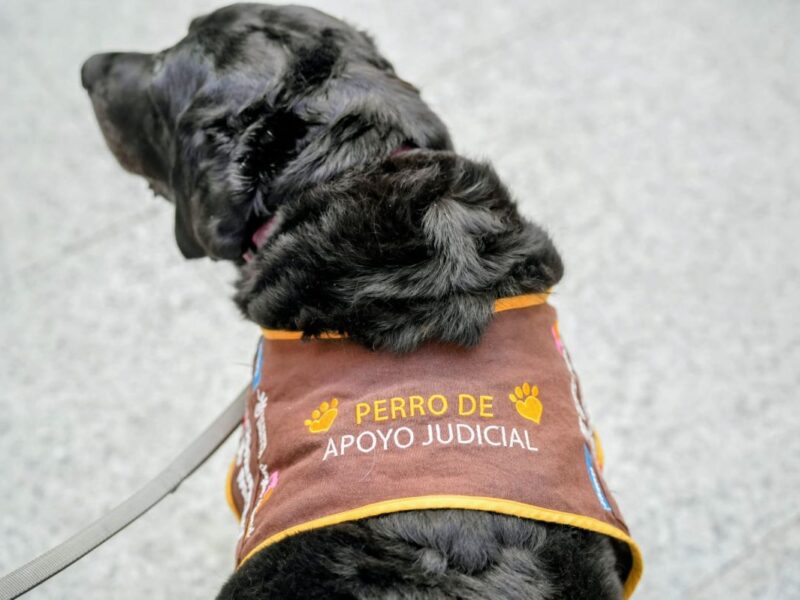 Perro de apoyo judicial | Foto de la Comunidad de Madrid