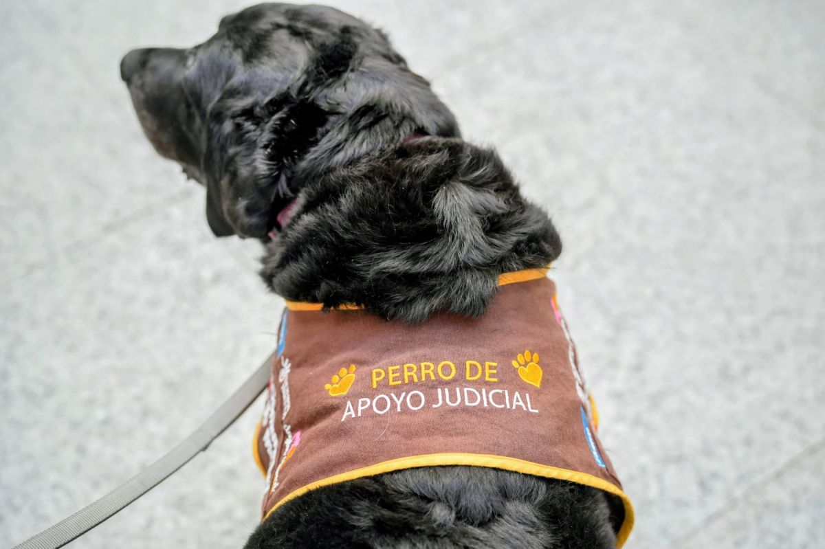 Perro de apoyo judicial | Foto de la Comunidad de Madrid
